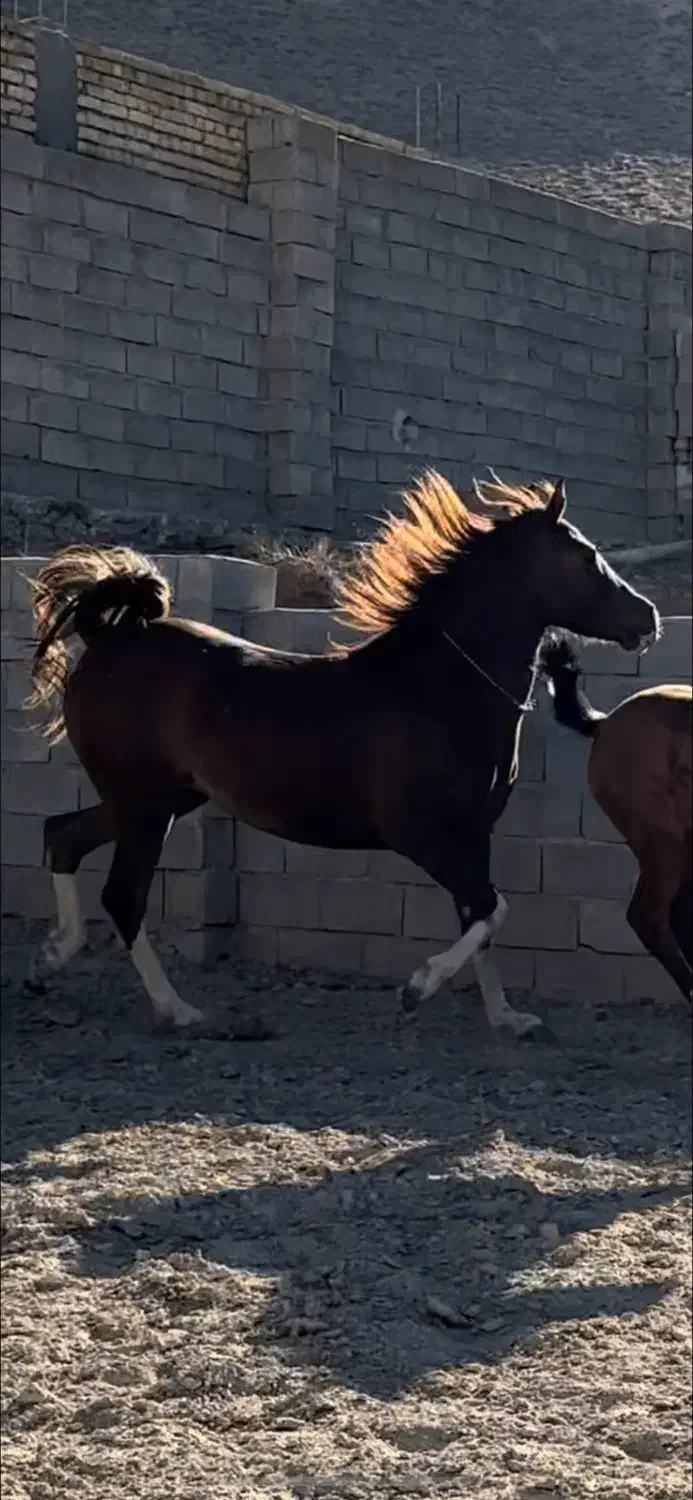 اسب|اسب و تجهیزات اسب‌سواری|اصفهان, قلعه طبره|دیوار