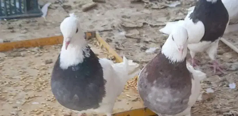 کبوتر طوقی|پرنده|بن, |دیوار