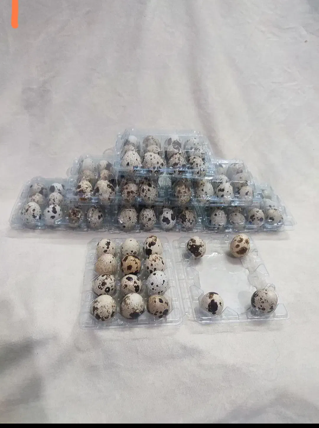 فروش تخم و جوجه بلدرچین|حیوانات مزرعه|کاشان, کارگر|دیوار