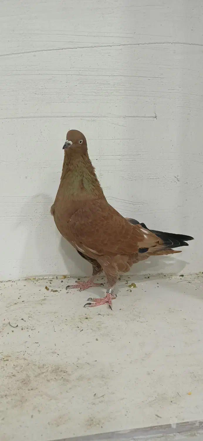 کبوتر|پرنده|بندر دیر, |دیوار