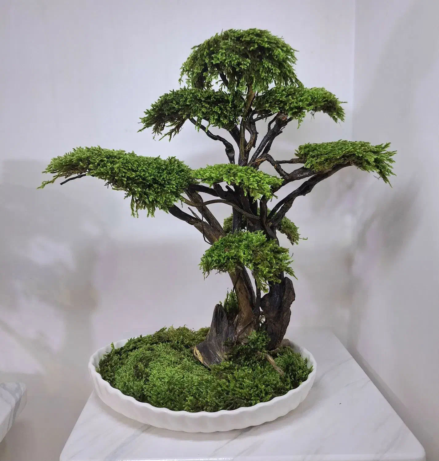 بنسای و درخت جاودان با خزه و گل طبیعی بدون مراقبت|گل مصنوعی|تهران, بهارستان|دیوار