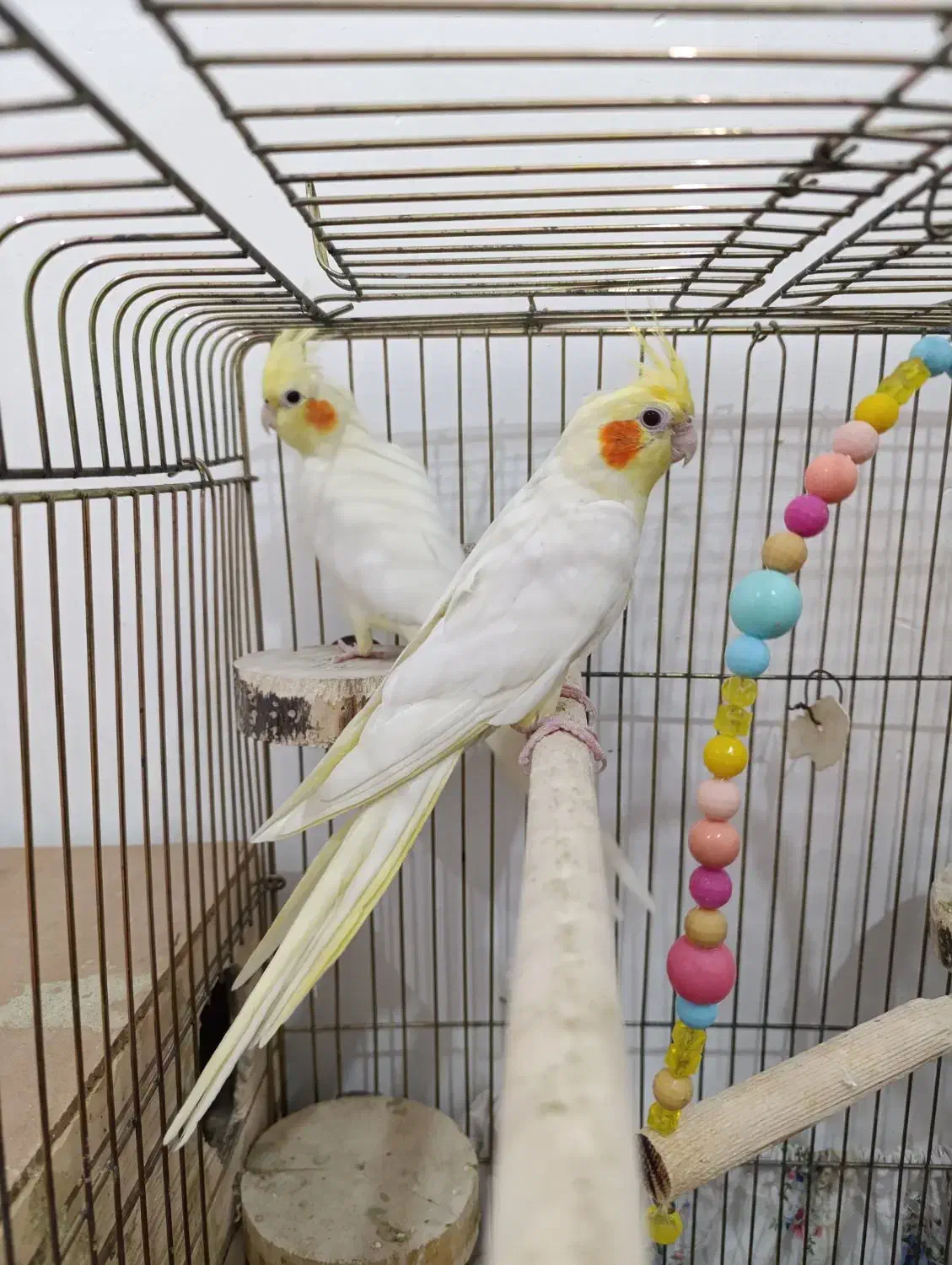 جفت عروس هلندی فوق مولد|پرنده|اندیمشک, |دیوار