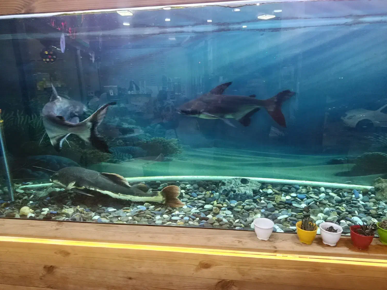 پنکوسی شکاری ورتیل|ماهی|رباطکریم, رباطکریم|دیوار