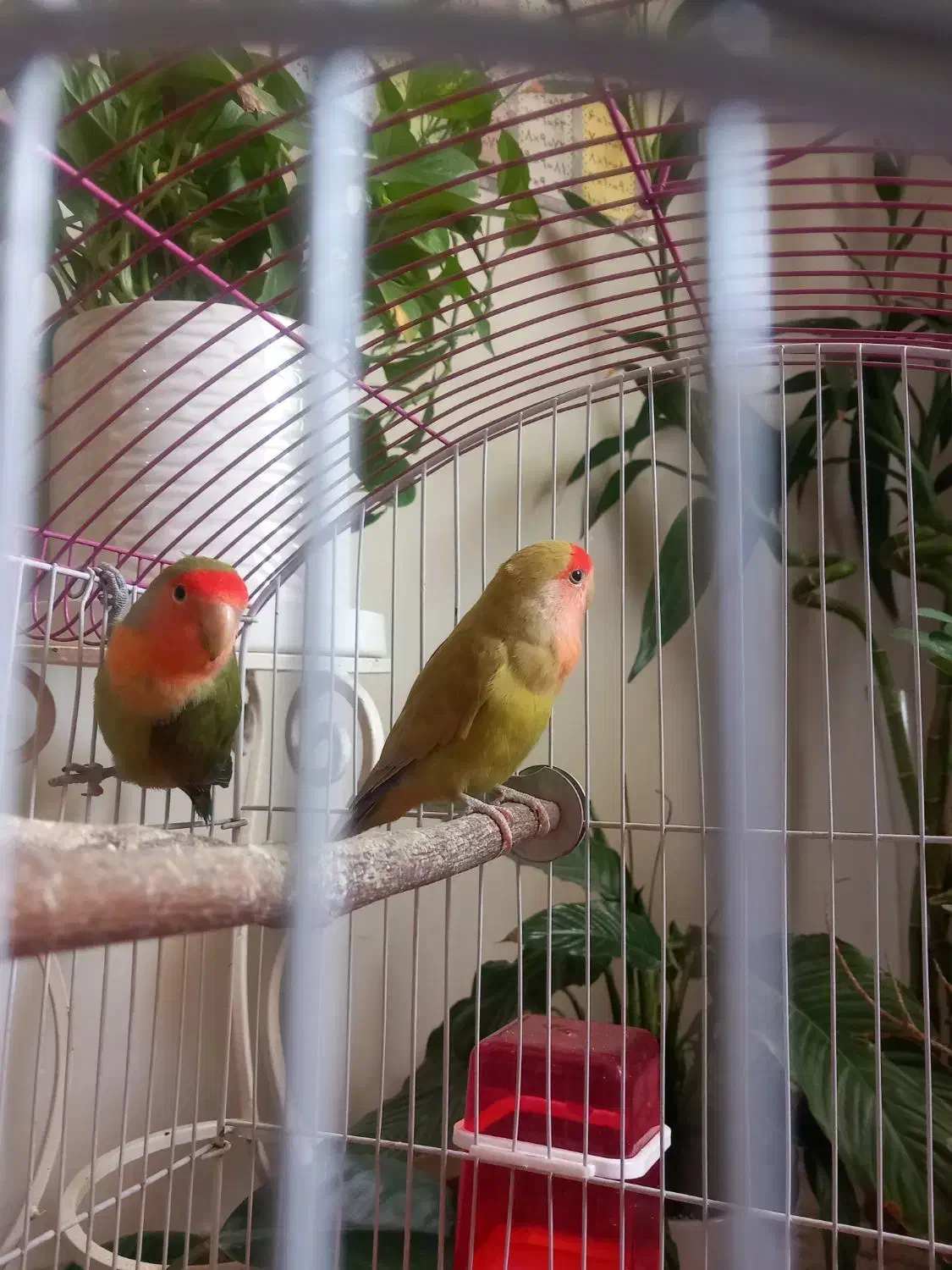 طوطی برزیلی|پرنده|پاکدشت, خاتون آباد|دیوار