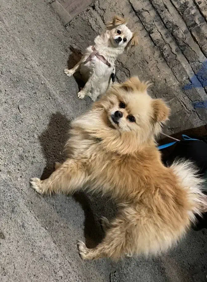 توله پامر عروسکی|سگ|بوکان, |دیوار