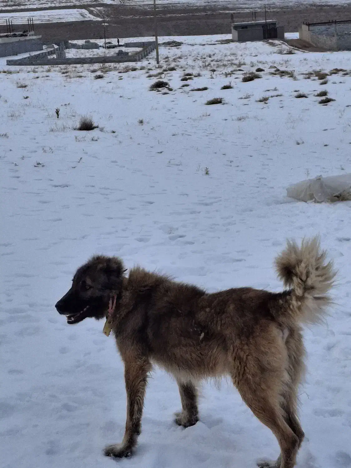 واگذاری سگ|سگ|بستان آباد, |دیوار