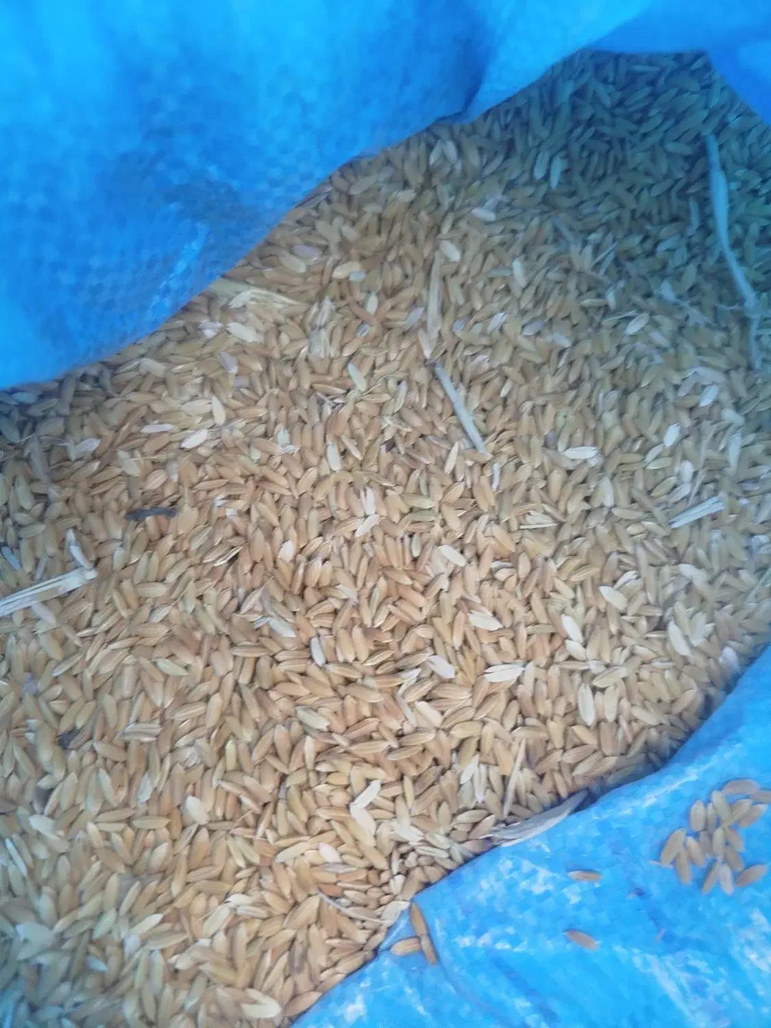 فروش 6تن چلتوک و برنج پاکوتاه کامفیروز ی|خوردنی و آشامیدنی|کامفیروز, |دیوار