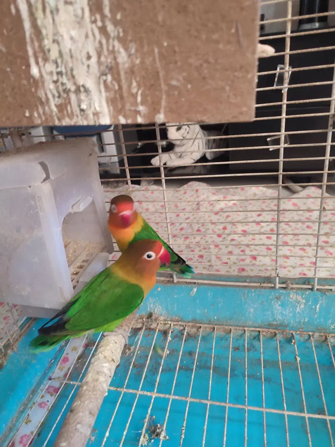 کوتوله مولد به شرط تخم جوجه|پرنده|اصفهان, سپاهان‌شهر|دیوار