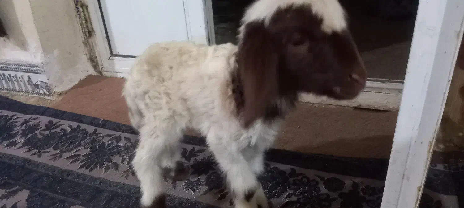 بره|حیوانات مزرعه|حمیل, |دیوار