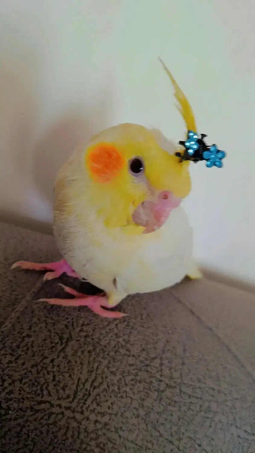 عروس هلندی زعفرانی|پرنده|مشهد, شهید قربانی|دیوار