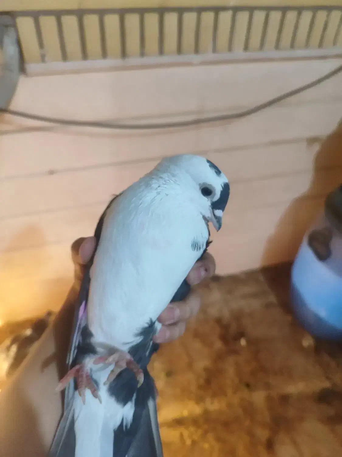 کفتر|پرنده|قم, شهرک امام حسن|دیوار