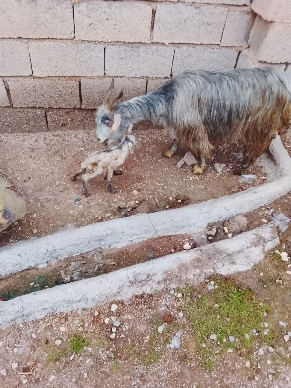 بز بیگ|حیوانات مزرعه|گتوند, |دیوار