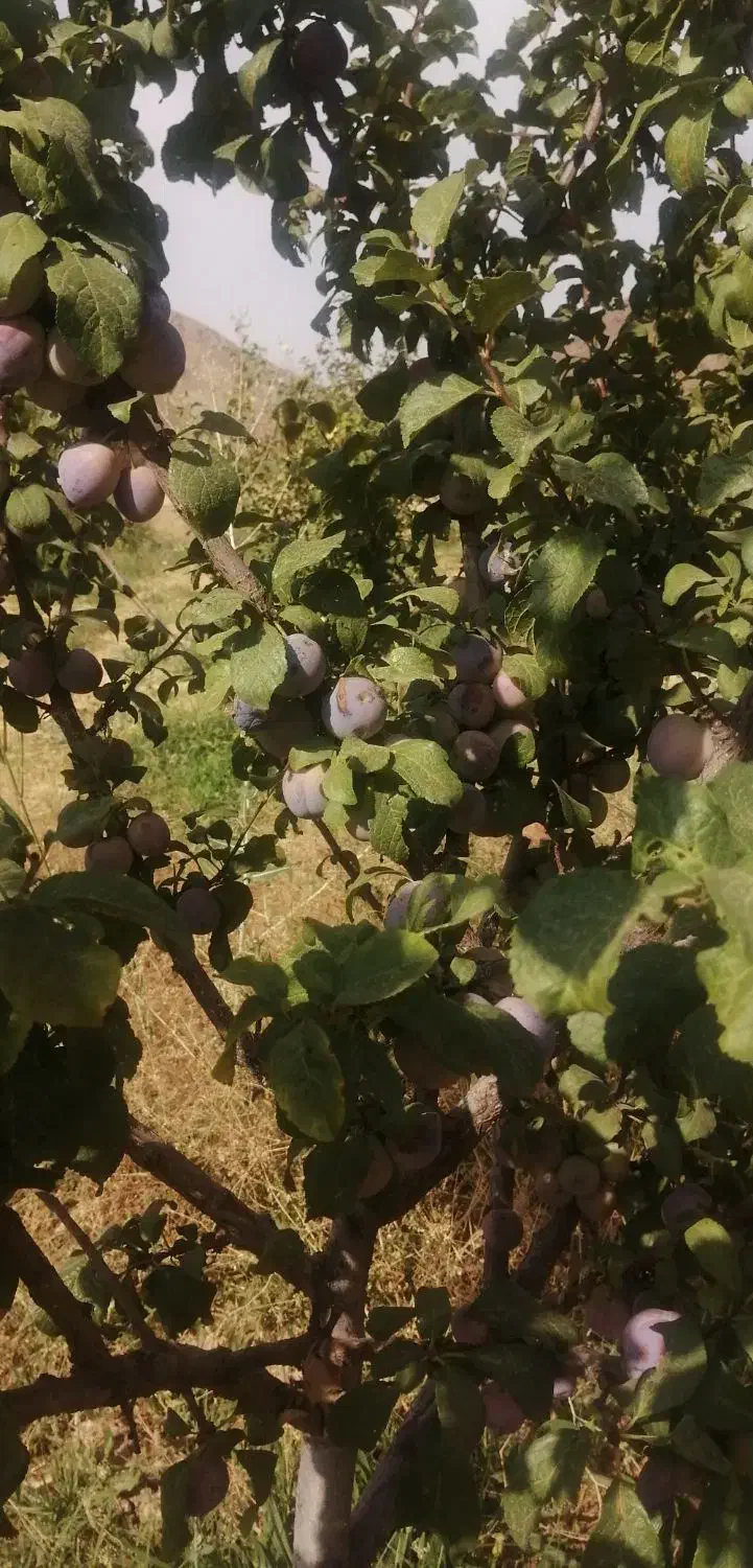 باغ فروشی|فروش زمین و ملک کلنگی|نیشابور, مازول|دیوار