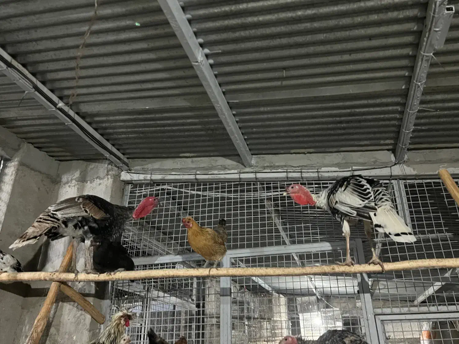 بوقلمون نر درجه یک درشت|حیوانات مزرعه|گرگان, |دیوار