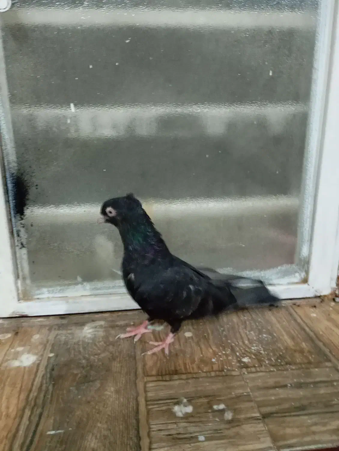 زاغ ماده|پرنده|جیرفت, |دیوار