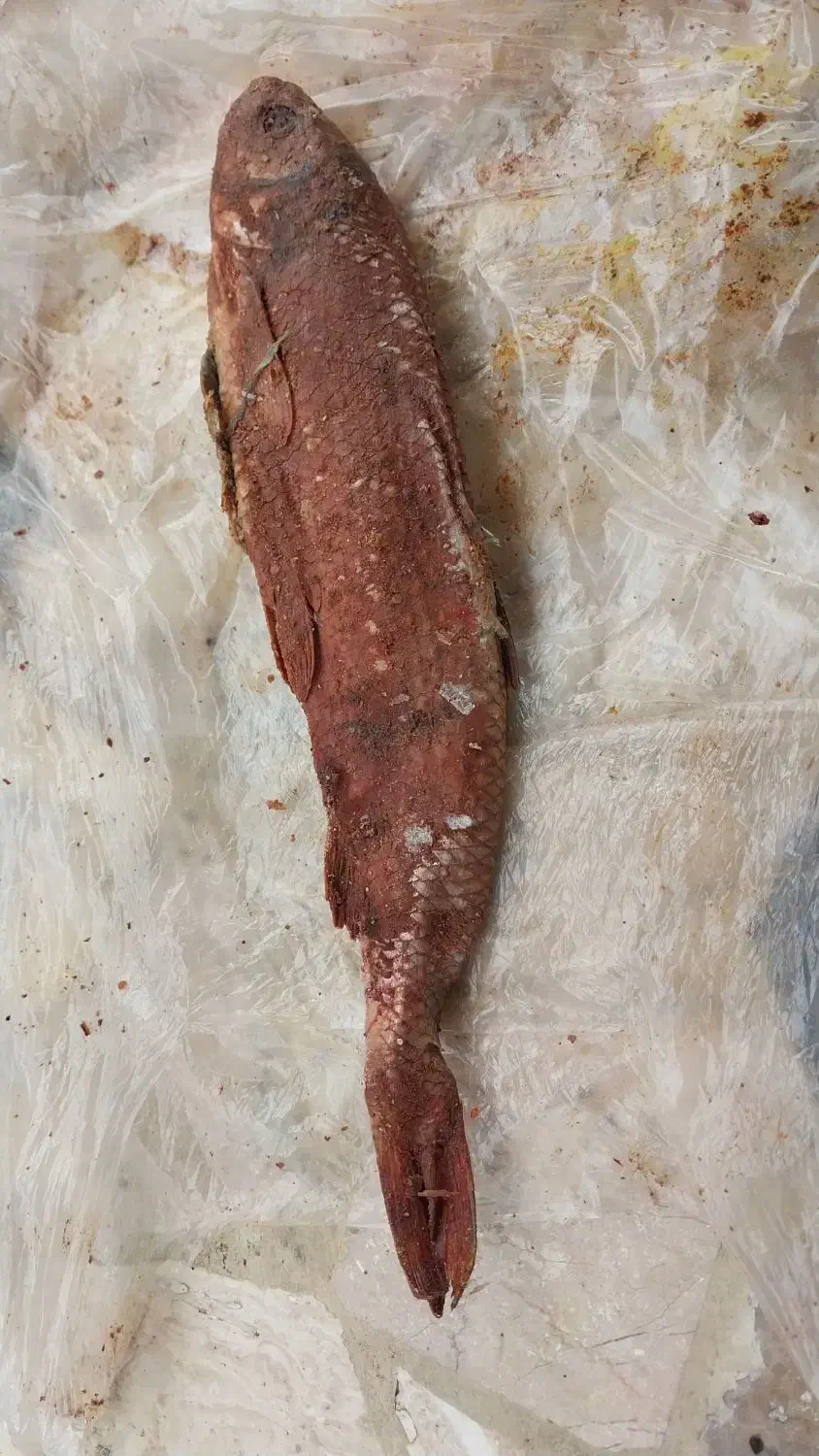 ماهی شور|ماهی|بندر انزلی, میان پشته|دیوار