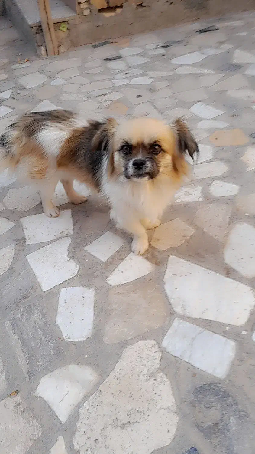 سگ پاپی|سگ|تربتحیدریه, باغ ملی|دیوار