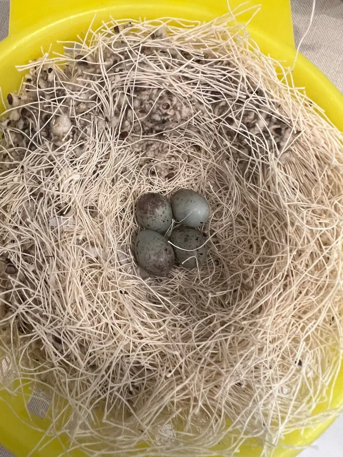 جفت موزایکی|پرنده|رشت, معلم|دیوار