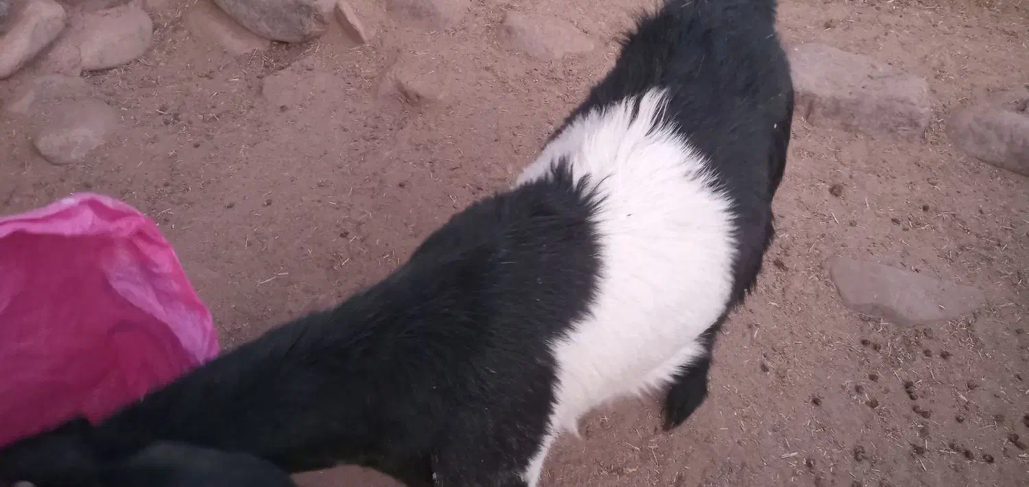 فروش ۷ راس بزغاله با یک بزمورسیا ابستن|حیوانات مزرعه|رابر, |دیوار