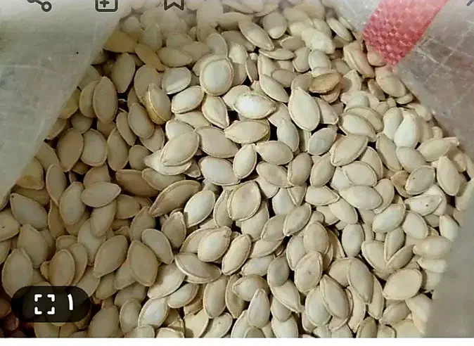 تخم کدو اجیلی|خوردنی و آشامیدنی|شاهین دژ, |دیوار