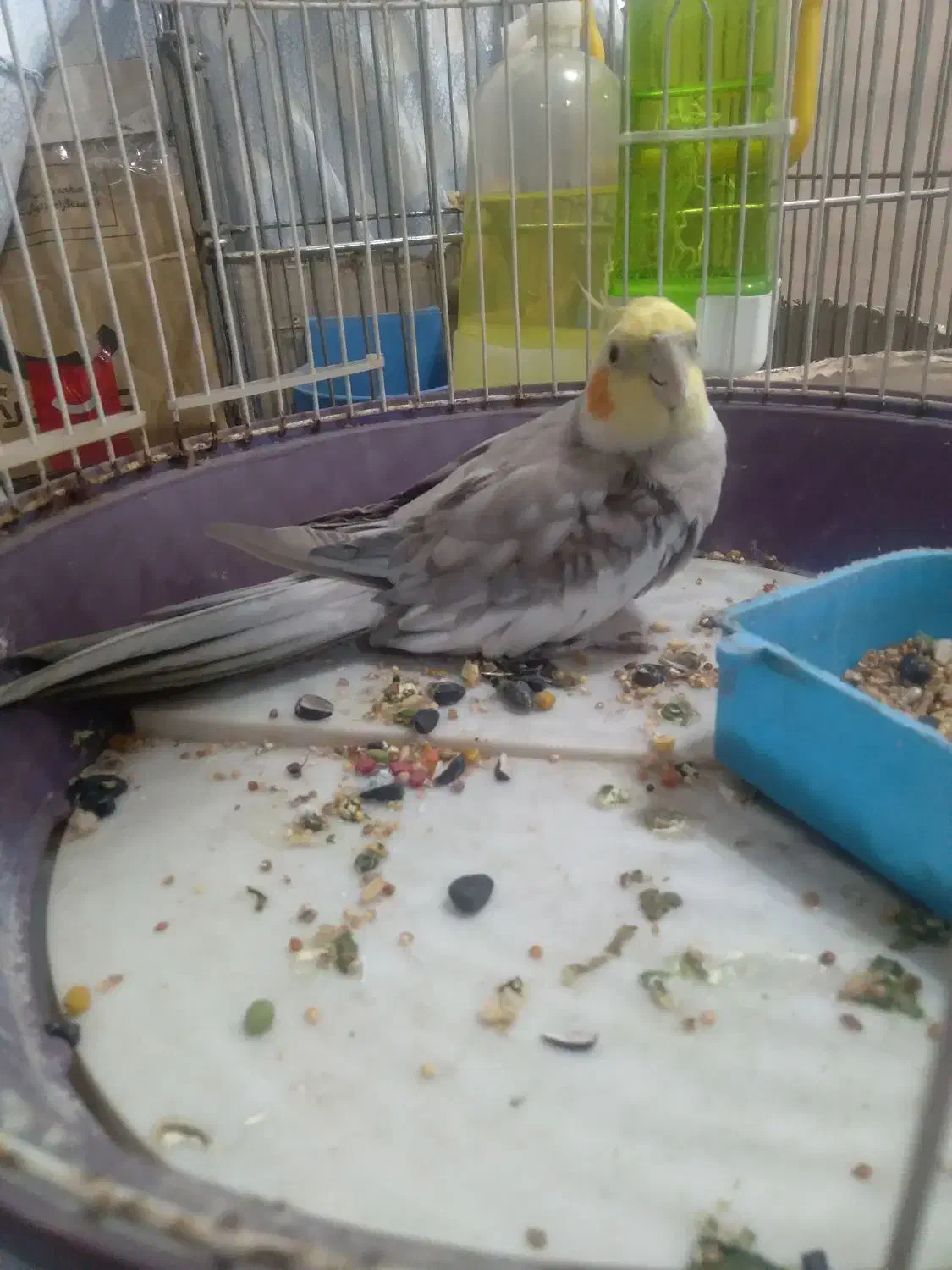 طوطی بیار خوب|پرنده|رشت, رودباری|دیوار