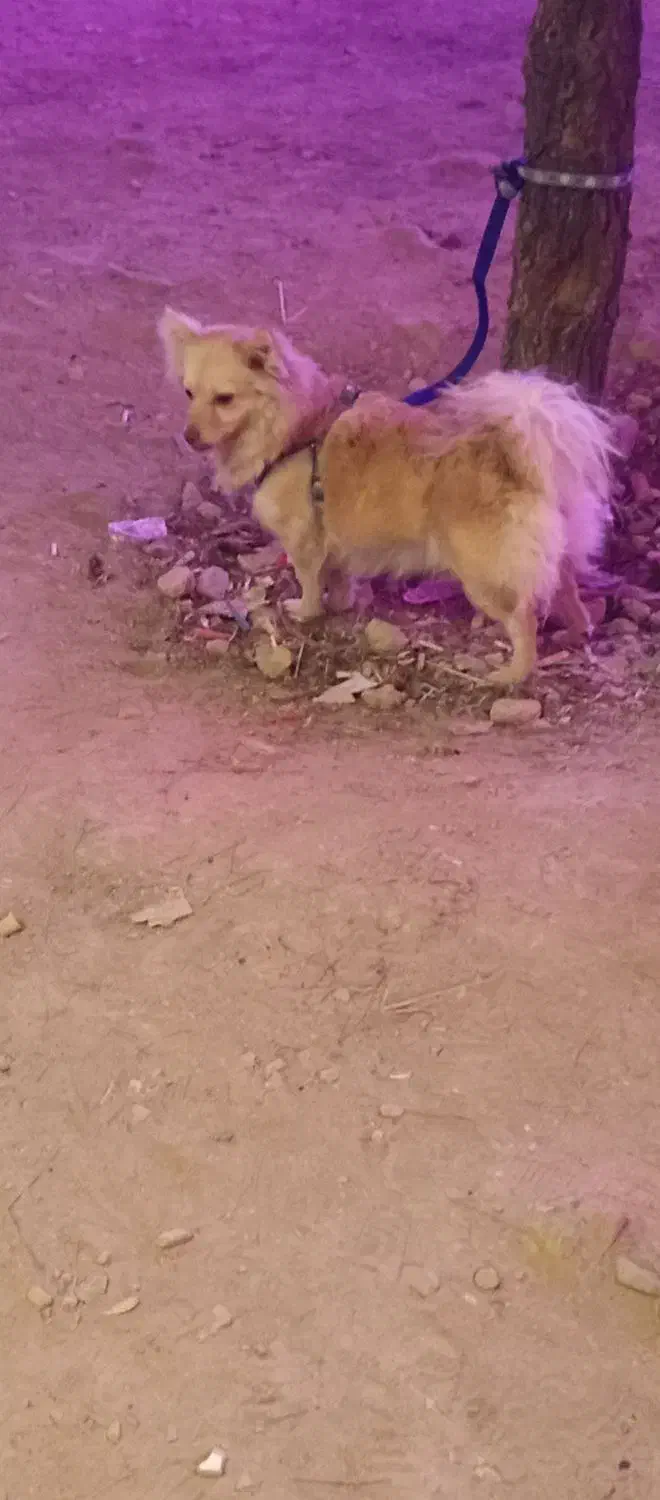 سگ پامرین|سگ|کرمانشاه, |دیوار