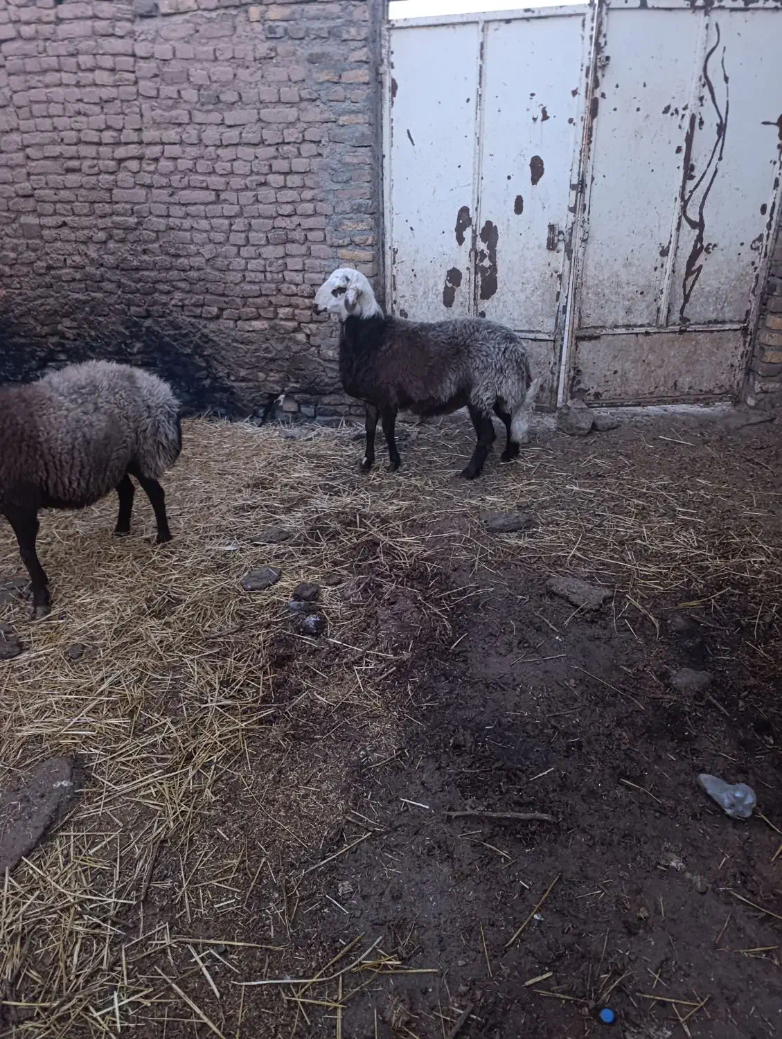 بره کله|حیوانات مزرعه|تربت جام, شاد|دیوار