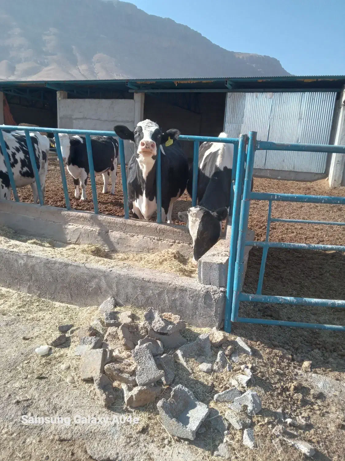 گاو|حیوانات مزرعه|جونقان, |دیوار