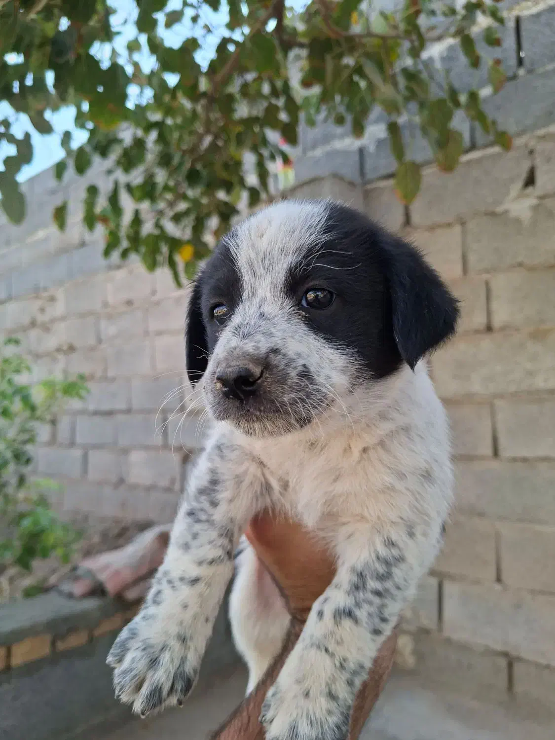 توله تریر اسکاتلندی|سگ|کاشمر, |دیوار