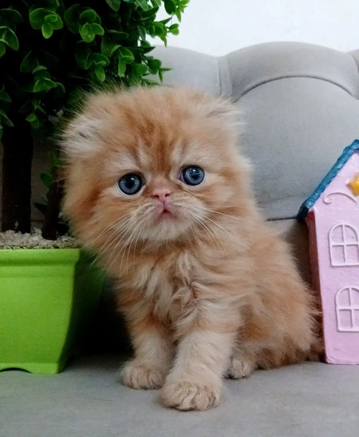 گربه پرشین|گربه|رشت, چمارسرا|دیوار