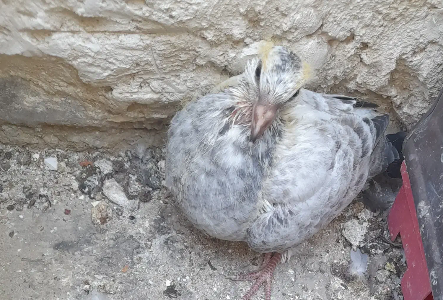 جوجه ۳ لقه پلاکی گم کردم هرعشق بازی گرفته خریدارم|پرنده|کرمان, |دیوار