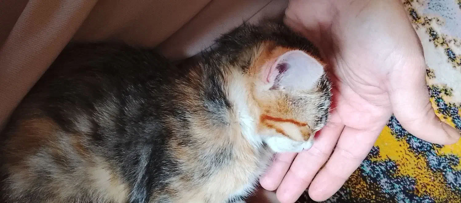 واگذاری بچه گربه|گربه|خوش‌رودپی, |دیوار