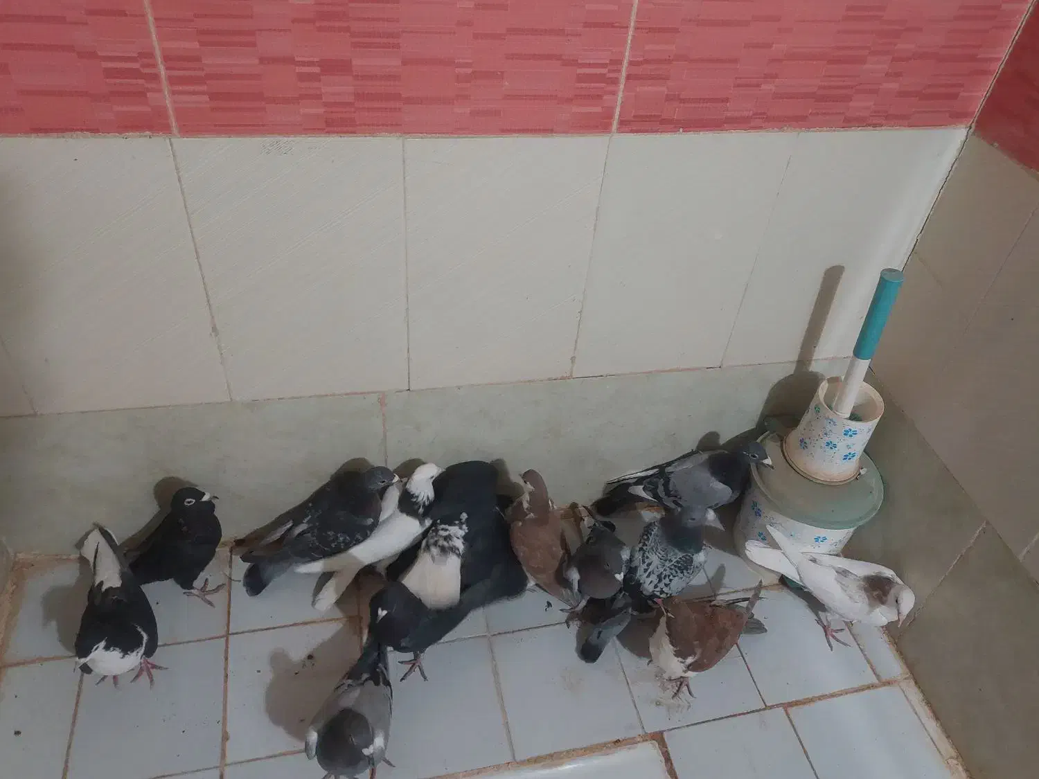 کفتر یا مر|پرنده|سبزوار, امیر کبیر|دیوار