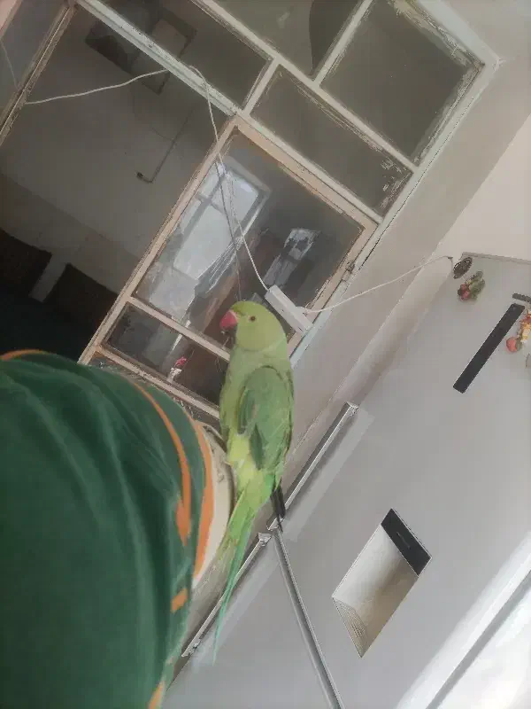 طوطی|پرنده|زارچ, |دیوار