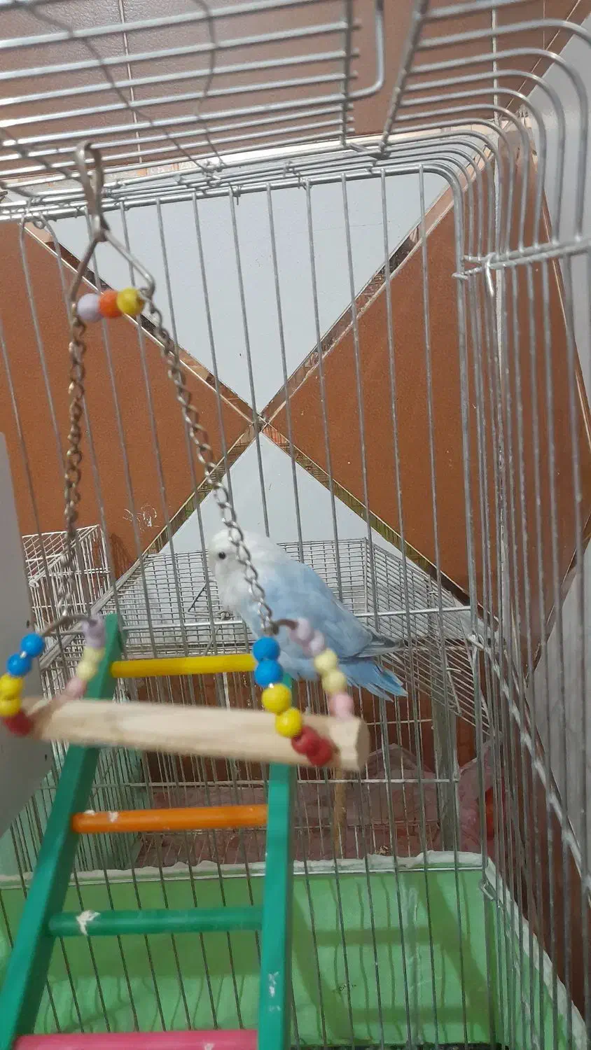 طوطی برزیلی ماده|پرنده|رامشیر, |دیوار