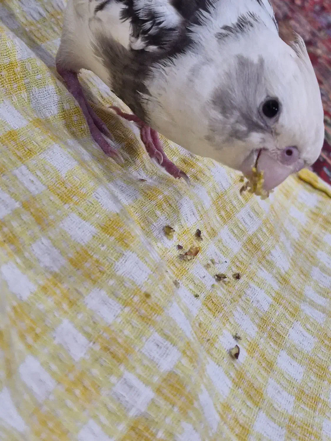 عروس وایت فیس البینو نر ۴ ماهه|پرنده|رشت, حاجی آباد|دیوار