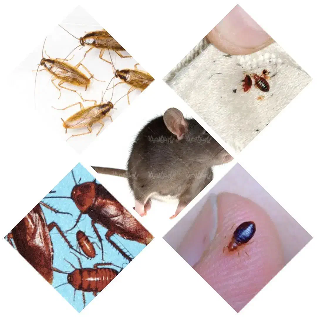 سمپاشی منازل سوسک ساس و.. صد درصد تضمینی|خدمات نظافت|تهران, صادقیه|دیوار