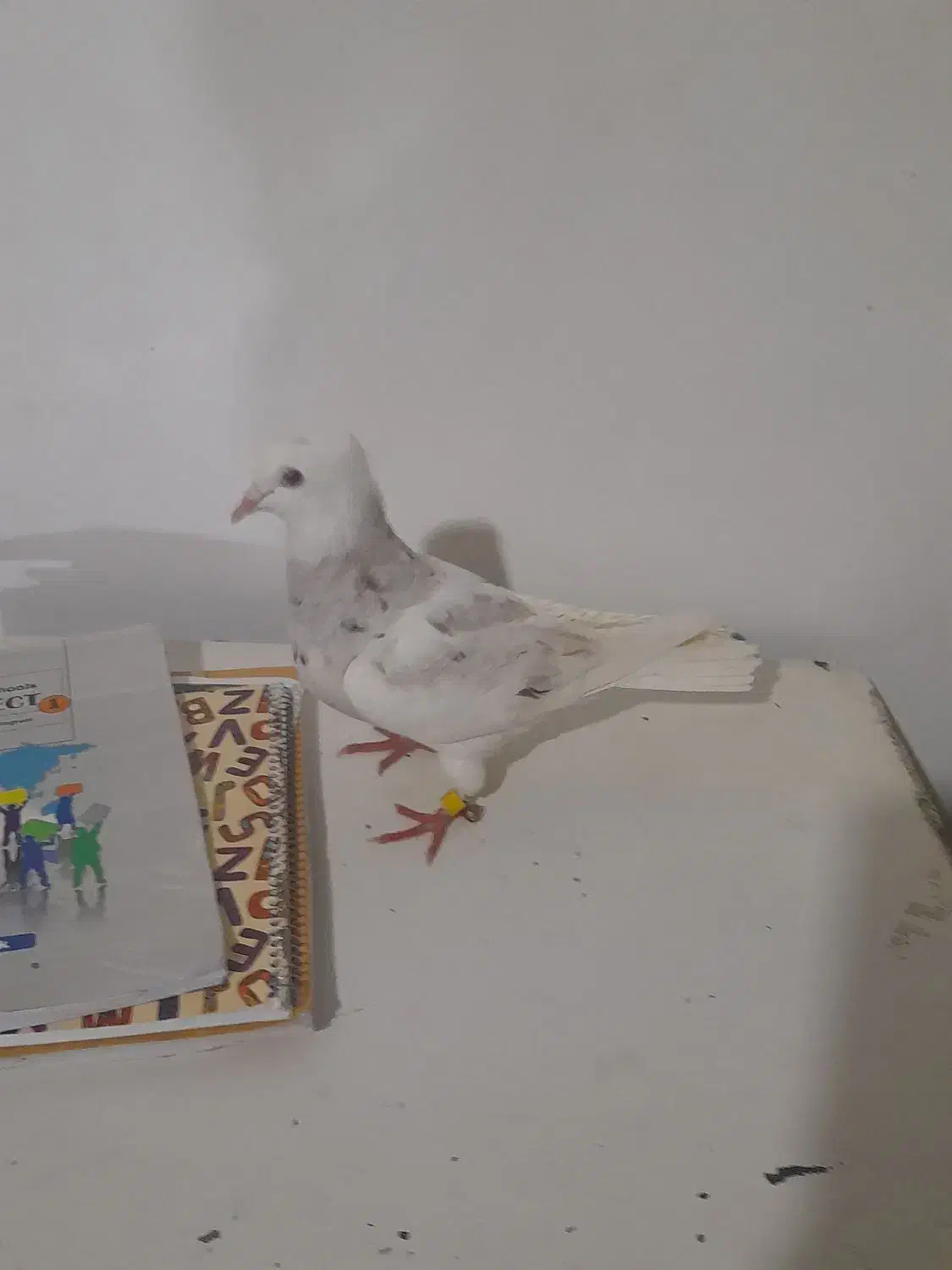 طوقی|پرنده|رشتخوار, |دیوار