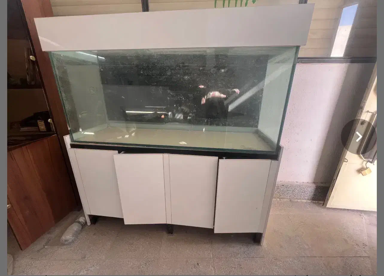 آکواریوم|ماهی|سمنان, |دیوار