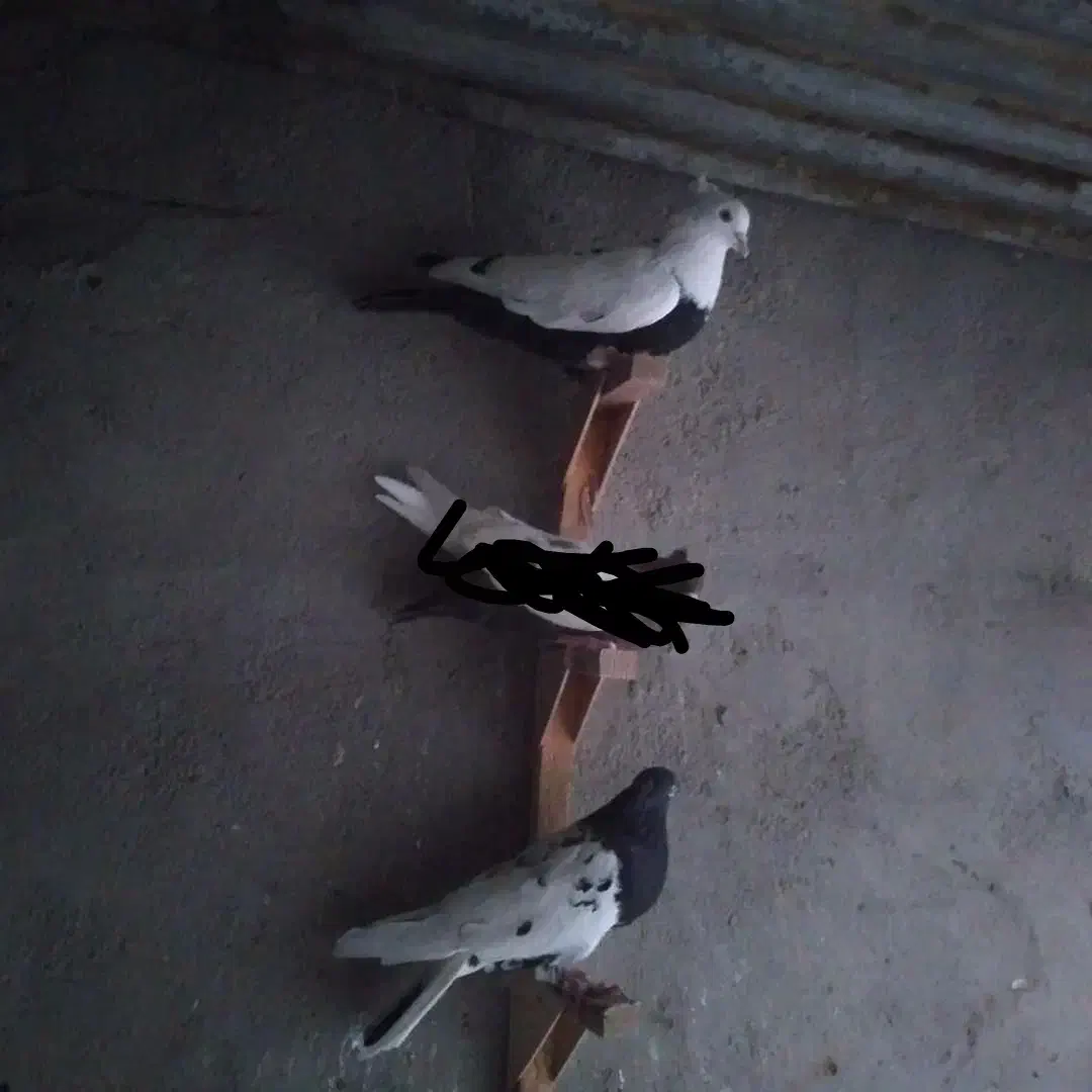 کبوتر فروشی|پرنده|بهبهان, |دیوار