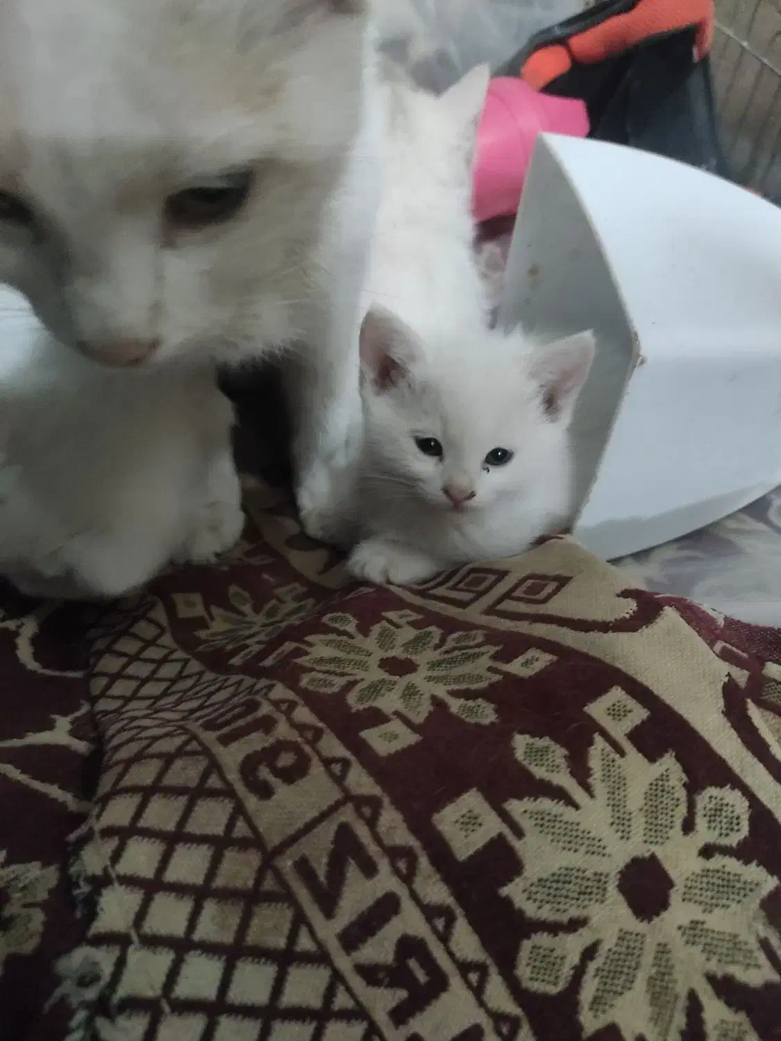 ۳تابچه گربه|گربه|مشهد, شهید شهریاری|دیوار