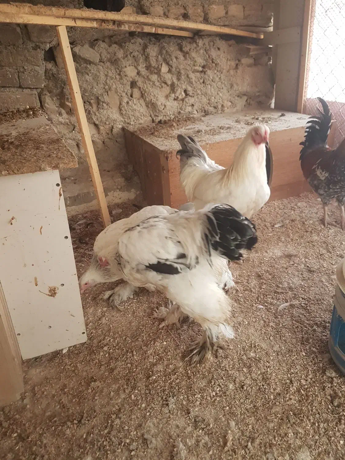 مرغ وخروس برهما|حیوانات مزرعه|بومهن, |دیوار