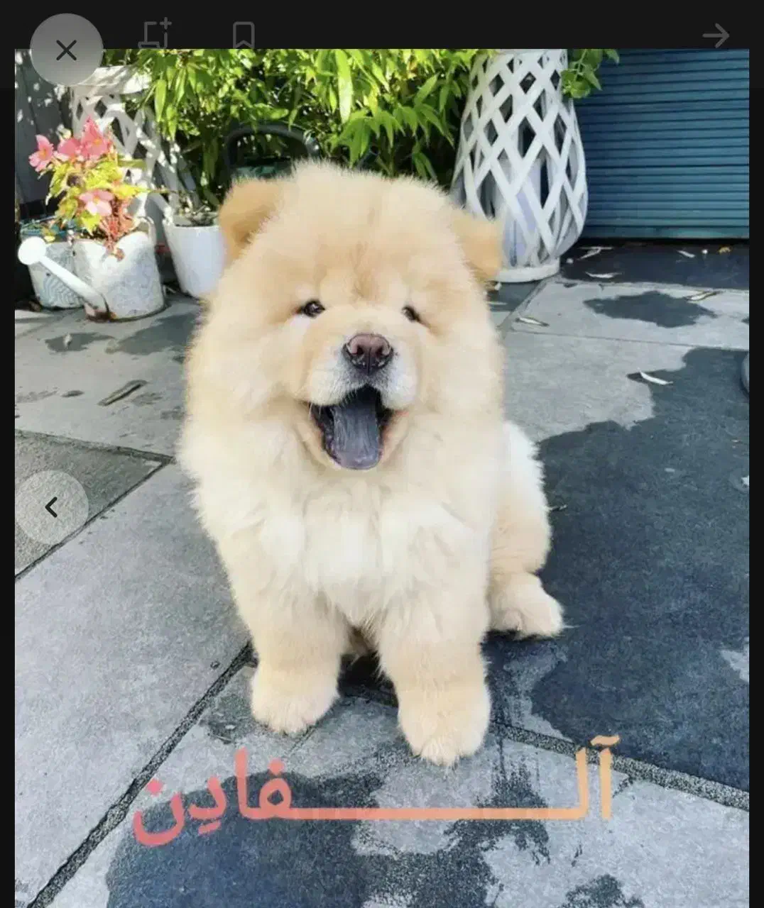 فروش فوری چاوچاو ماده 3 ماهه|سگ|رشت, سعدی (تختی)|دیوار