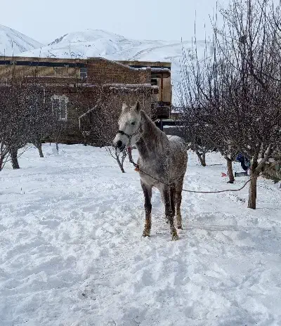 اخته|اسب و تجهیزات اسبسواری|ارومیه, |دیوار