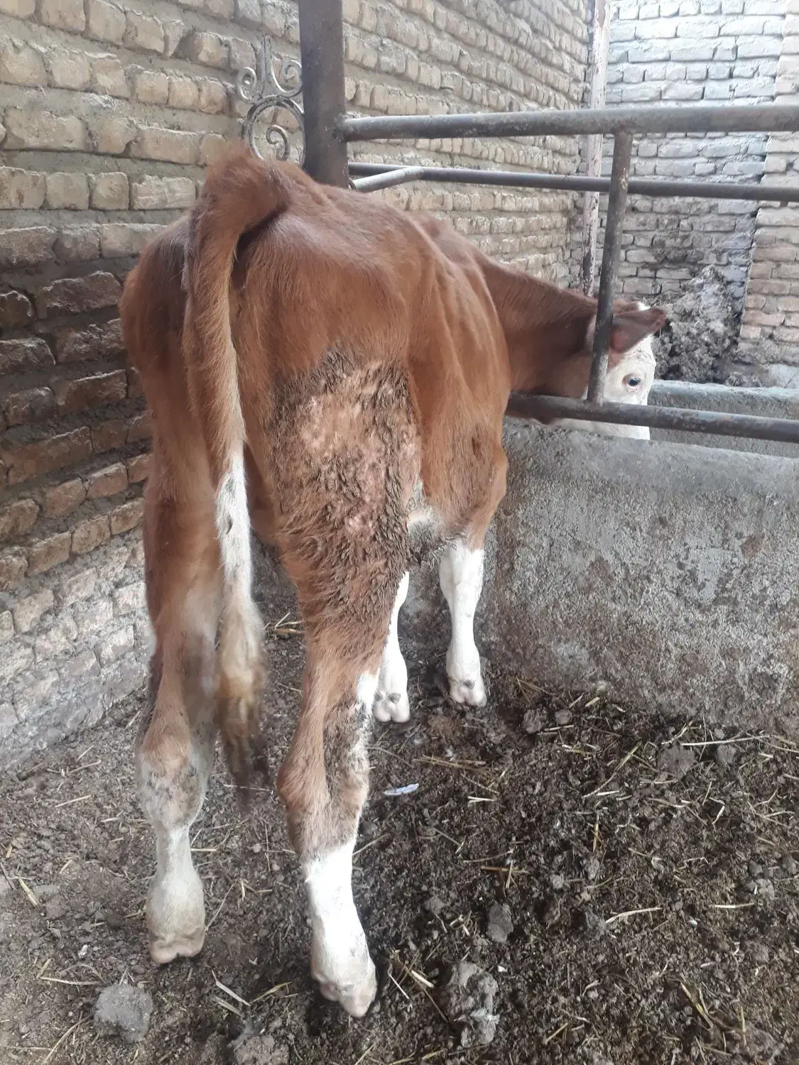 گوساله سیمینتال ماده اصیل رنگ قرمز  نژاد شیری|حیوانات مزرعه|بندر ترکمن, |دیوار
