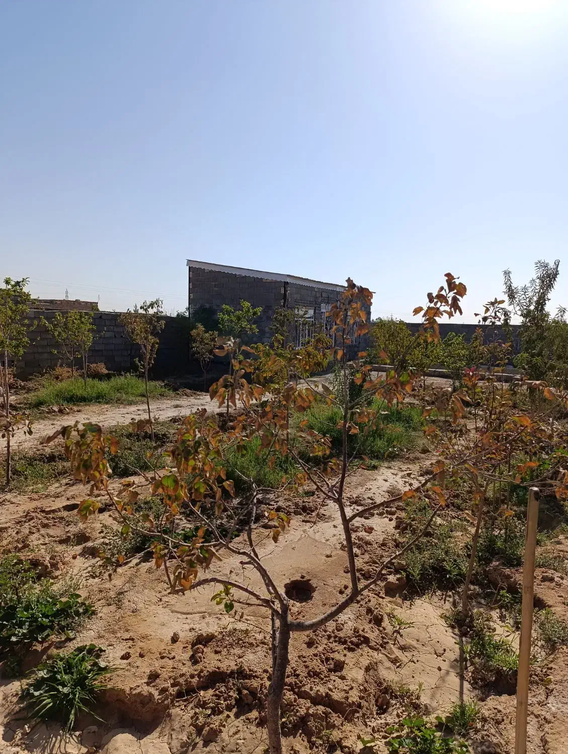 باغ فروشی انتهای کشمیری37|فروش زمین و ملک کلنگی|مشهد, شهید علی محمدی|دیوار