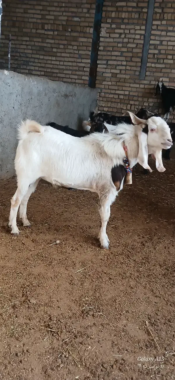 ساورین نجدی|حیوانات مزرعه|الشتر, |دیوار