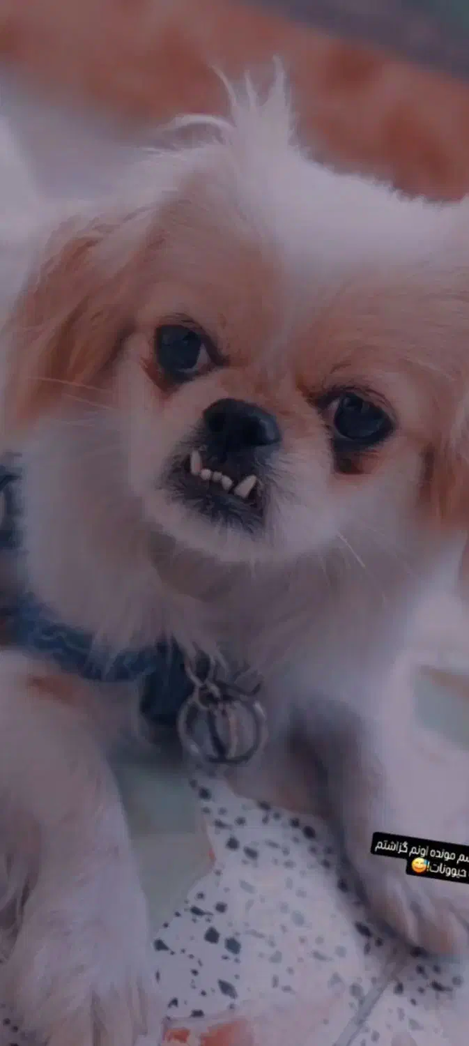 توله سگ گمشده|سگ|اهواز, کوی طلاب|دیوار