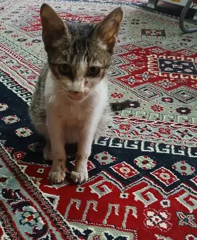 واگذاری|گربه|رشت, فرزانه|دیوار