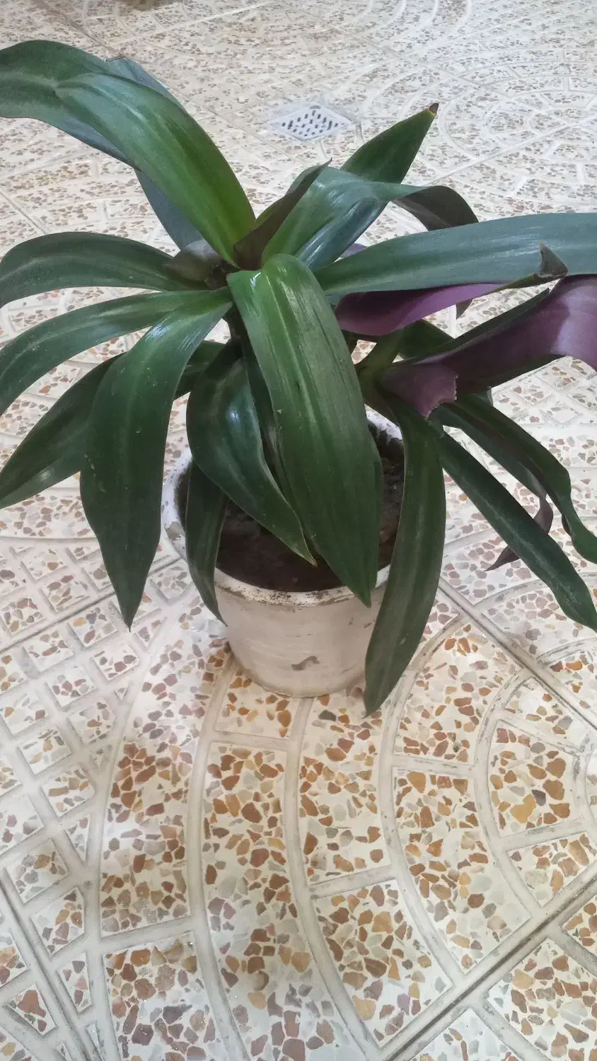 ظروف شیشه  وگل|حراج|خوی, |دیوار